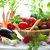 Thực phẩm hữu cơ và những lợi ích mang lại cho sức khỏe